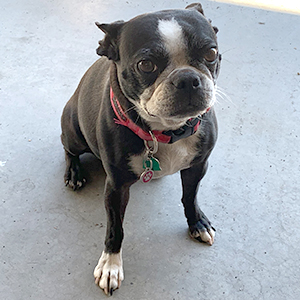 Moxie - Shop Dog